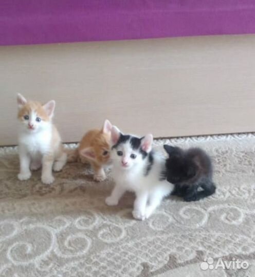 Котята отдам в добрые руки бесплатно