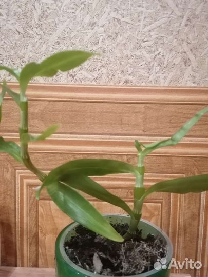 Дендробиум