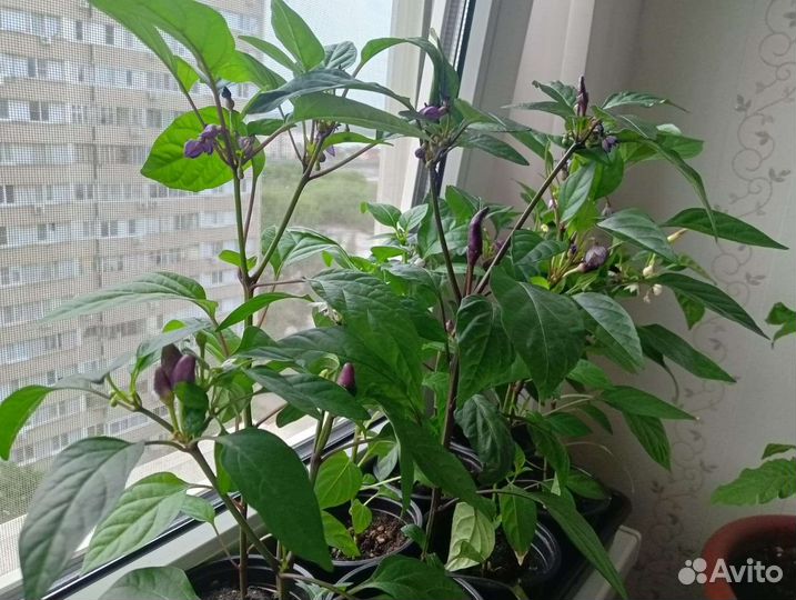 Декоративный перец 