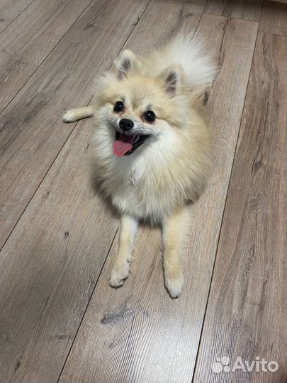 Померанский шпиц