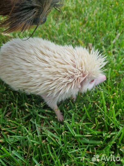 Африканский ежик