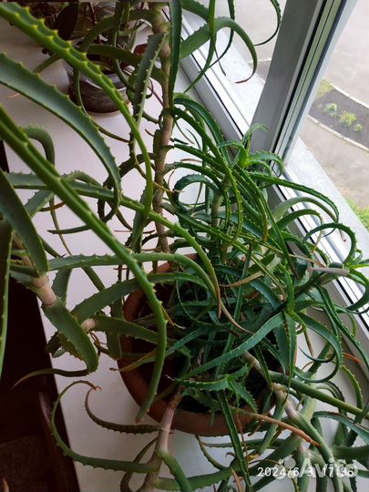 Алоэ столетник лечебный