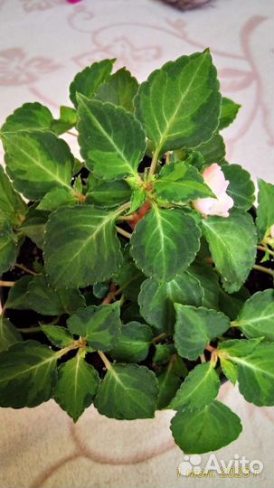 Бальзамины 30+ сортов