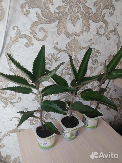 Каланхоэ лечебный