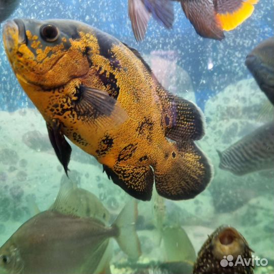 Астронотусы