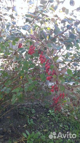 Саженцы барбариса