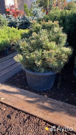 Сосна Стланиковая