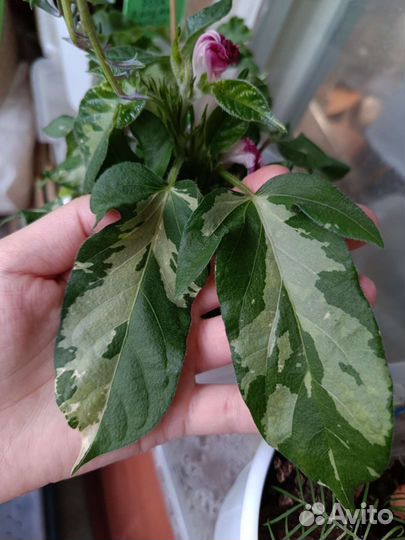 Ипомея вариегатная