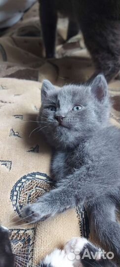 Котята дворовые