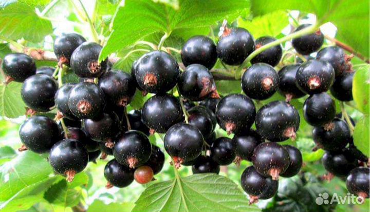 Саженцы смородины