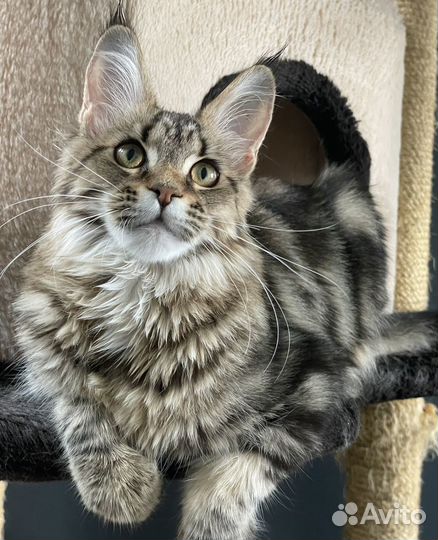 Мейн-кун яркая девочка