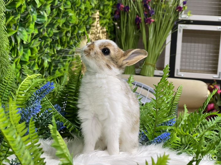 Мини кролики домашние