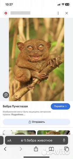 Бэбра пучеглазая