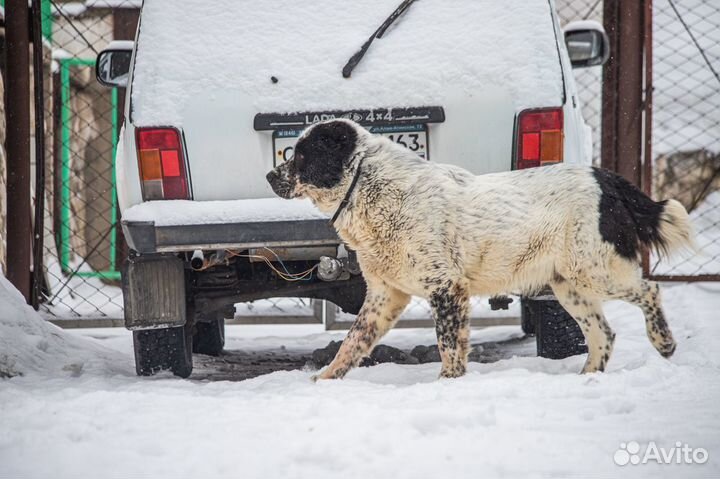 Передержка Собак крупных и средних