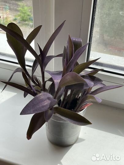 Сеткреазия пурпурная/Традисканция фиолетовая