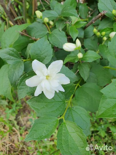 Жасмин махровый, каштан, хоста, клематис