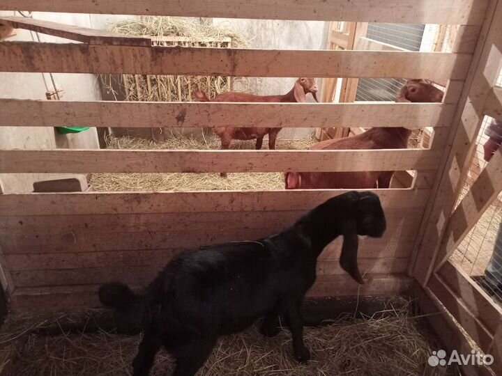 Козел вязка