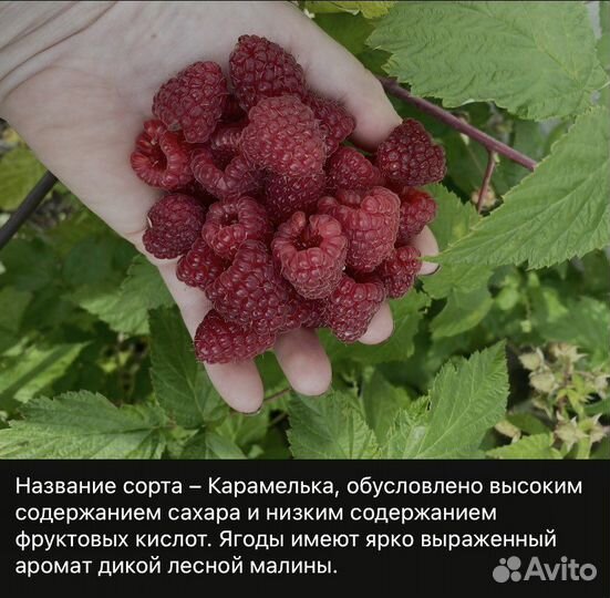 Малина Карамелька