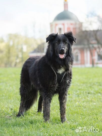 Собака в добрые руки отдам бесплатно