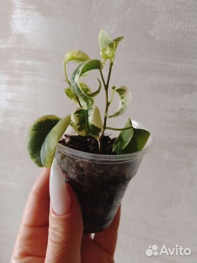 Сортовые фикусы