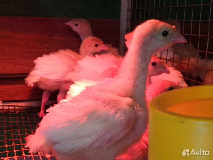 Цыплята бройлеры, утята бройлеры, цыплята несушек