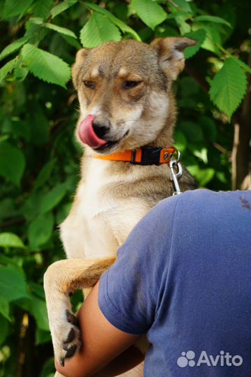 Собака спасена от гибели в экоприюте - нужен дом