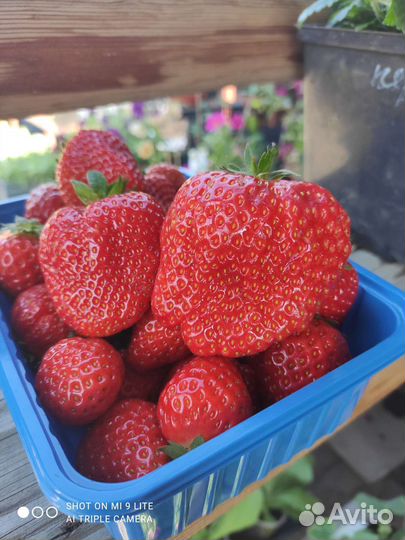 Рассада клубники