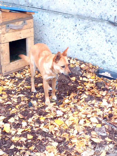 Зея 1 год, привита, стерилизована. Ищет дом