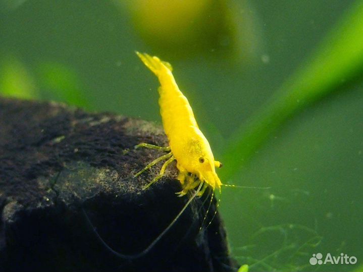 Креветки желтый неон