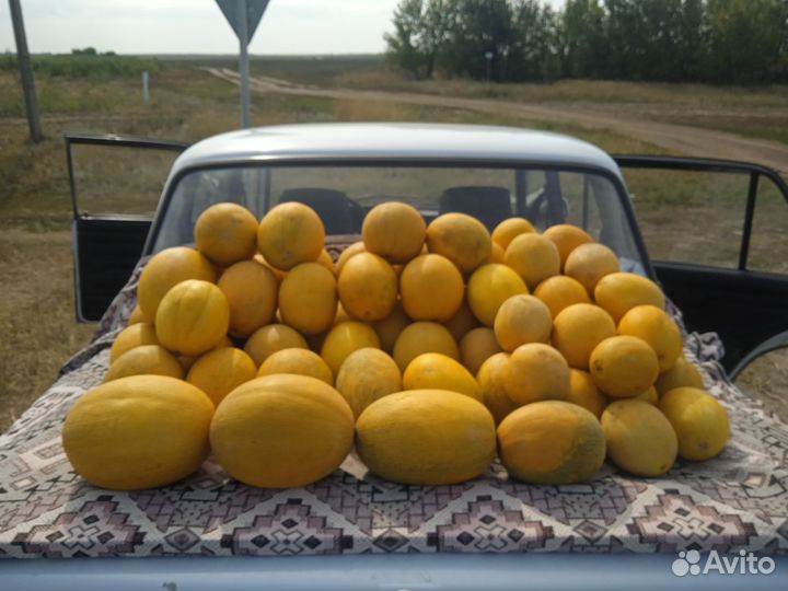 Дыня. Сорт Ранняя