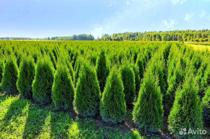 Туя зеленая