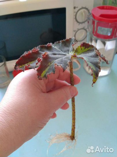 Бегония Королевская сорт Клеопатра