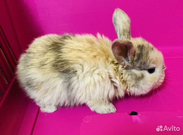 Карликовые крольчата