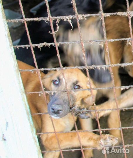 Собачки ищут дом