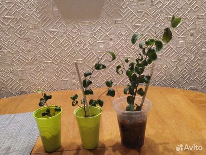 Фикусята Барок