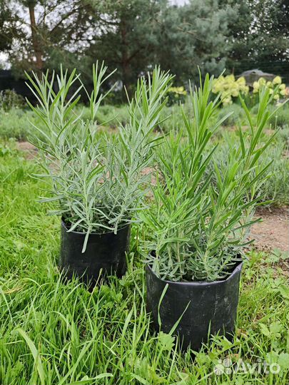 Лаванда саженцы