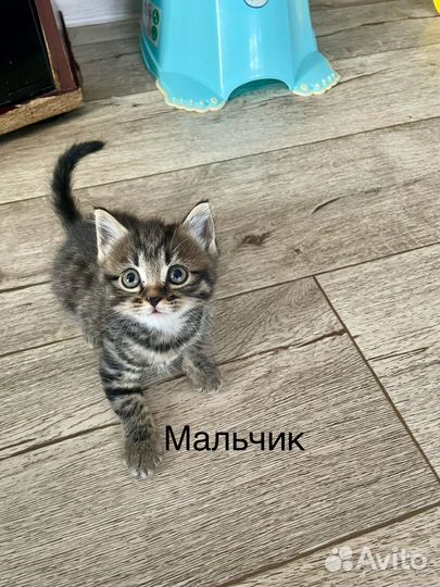 Шотландские котята