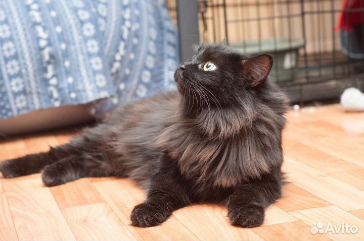 Роскошная кошечка в поисках дома