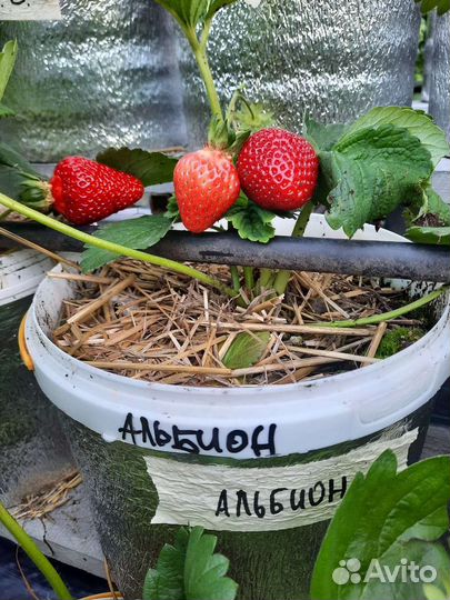 Рассада клубники