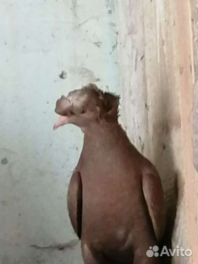 Продажа бакинских голубь