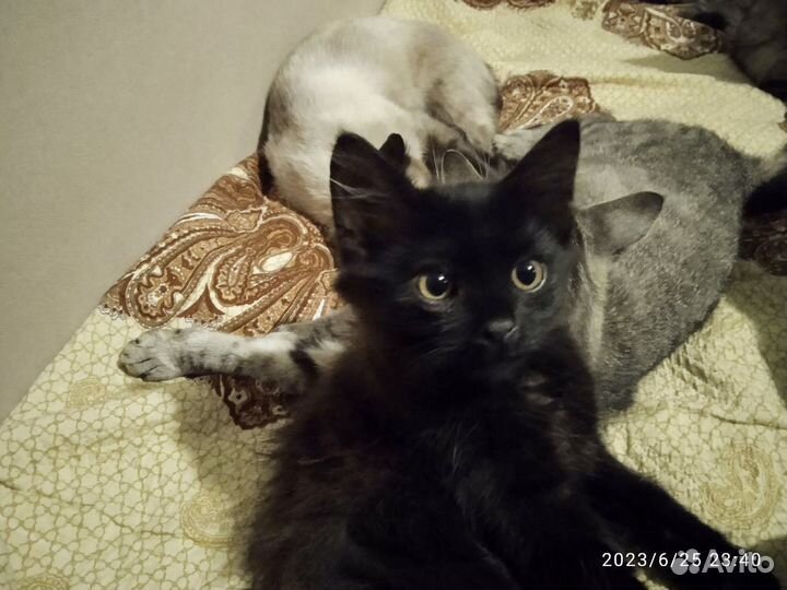 Котята в добрые руки даром