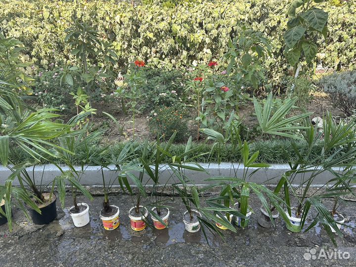 Пальма веерная