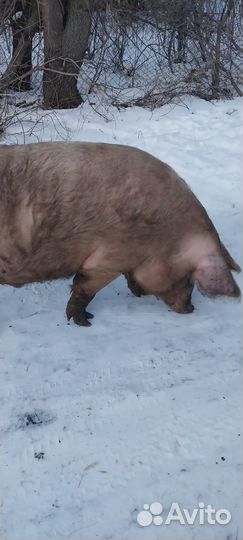 Продам хряка