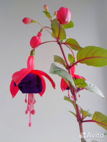 Ростки цветка-Фуксии и (другие цветы)