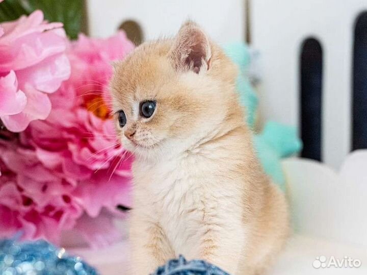 Британская шиншилла ay 12