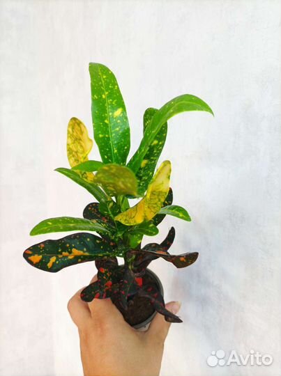 Кодиеум(кодиум, кротон) ред банана