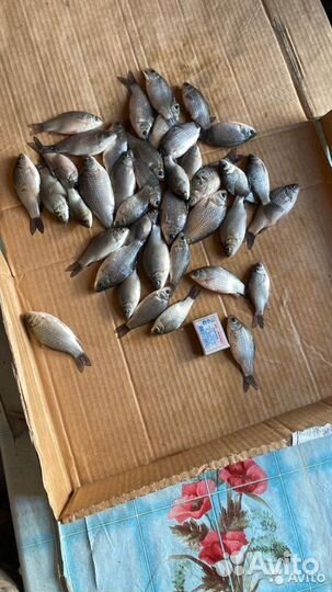 Карась живец