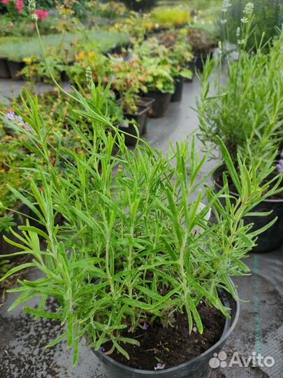 Лаванда саженцы