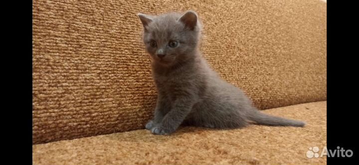 Котята манчкин