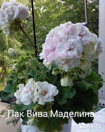 Пеларгония герань сортовая коллекционная